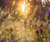 Holistic Psychiatry